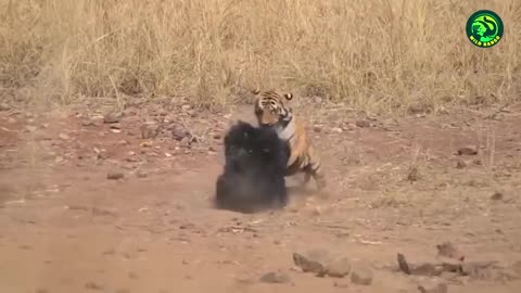 19 Deadly Predator Fights Caught in Action 🐅 Wild Rango Compilation