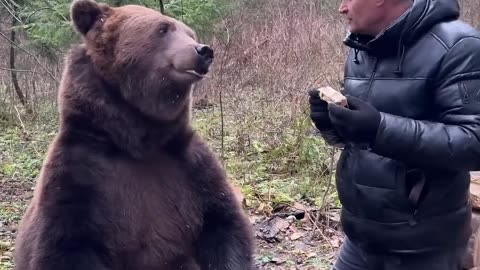 Russian Man Treats Bear Tom to Honey – Incredible Table Manners! 🐻🍯