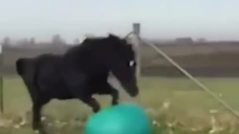 Funny Horses