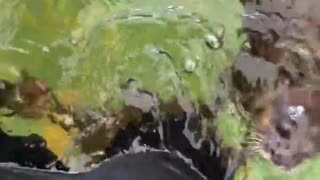 😂🐹 What Animal is THAT?! You Won't Believe It! | FunFM
