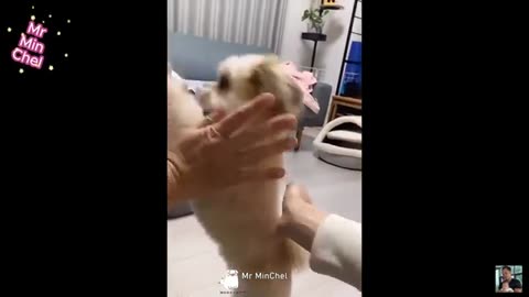 FunnyAnimalvideo-3