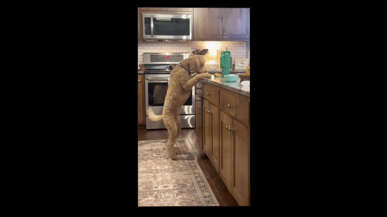 When Humans and Pets Create the Ultimate Comedy Show! 😂 | Funny Cats & Dogs Moments"