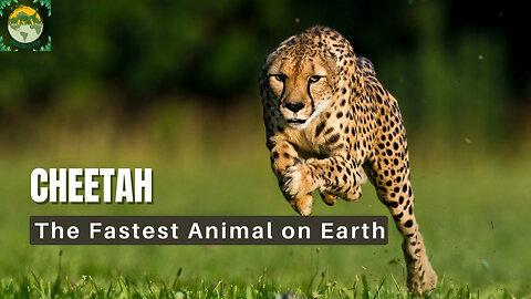 Astonishing Cheetah Facts| ANIMALS PEA