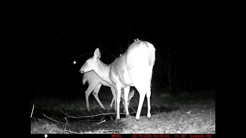 Deer Cam 03-10-2025