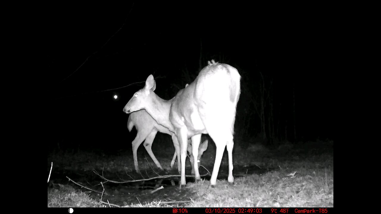 Deer Cam 03-10-2025