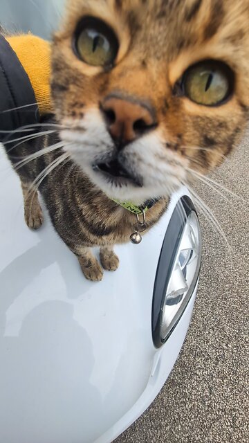 William, don't listen to them..you are NOT at cat...