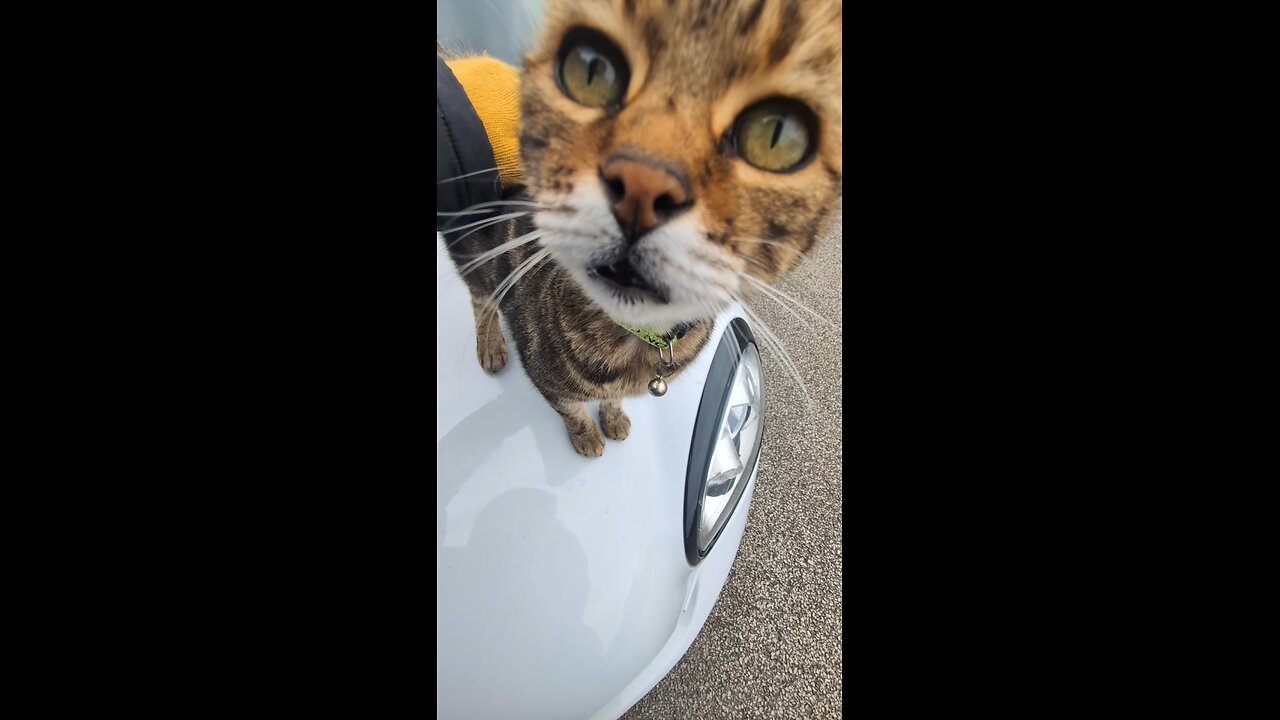 William, don't listen to them..you are NOT at cat...