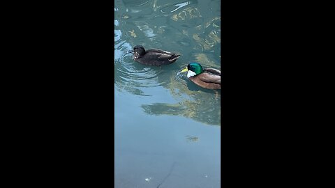 Mallard Ducks 🦆 #mallardducks #ducks #followme #shorts #viral #trending #duck