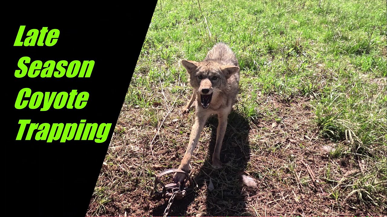 Late Season Coyote Trapping