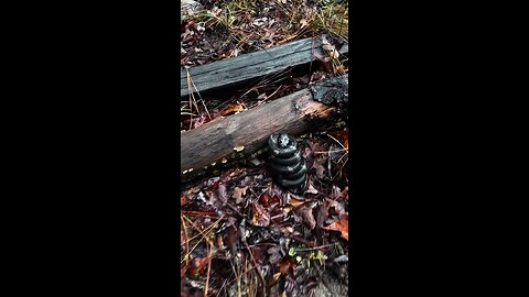 Eastern Kingsnake: The Jet Black One That Can Eat Other Snakes, Like, Literally!