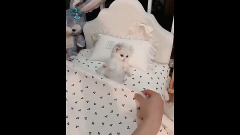 Kitten bedtime