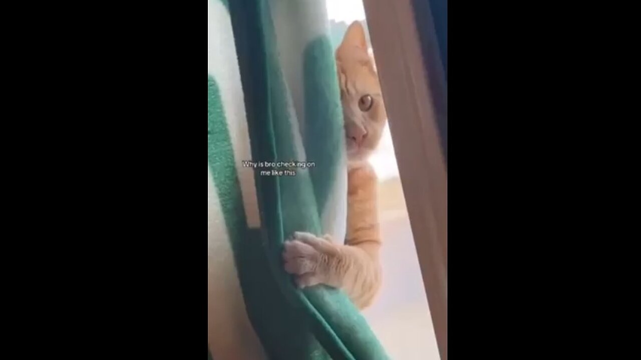 Peek-a-boo Kitties