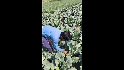 Cauliflower 🥦🥬🥦🥦🥬 cutting the Village