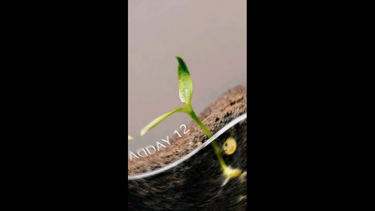 seed germination time lapse video