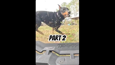 Doberman vs Traxxas XRT (Part 2): Fake-Outs, Reverse Tricks & Slow-Mo Chaos 🐾🚗😳
