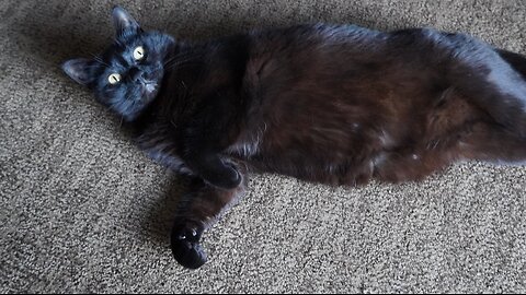 PSYCHIC READING ON CATS