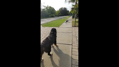 Benson the Bernese mountain dog not keen on Florida’s wild Turkey’s