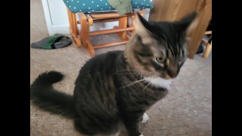 Catnip in a sock