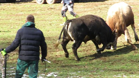 Brizan od Muharemovića vs Bijeli od Pivolića Babin Potok 2025