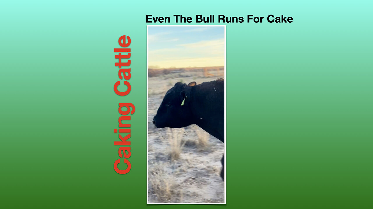 Winter Caking Cattle: Even the bull runs