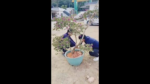 plantation is gone patron