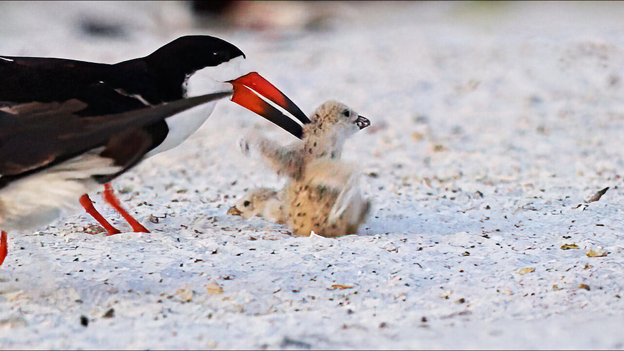 Surviving the Shore: The Tough Life of Black Skimmer Chicks