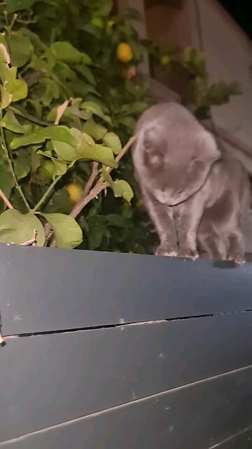 This cat is a patriotic homeless woman, but a fighter. This is my hero cat.