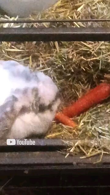 Lisa Lisa the bunneh 🐇