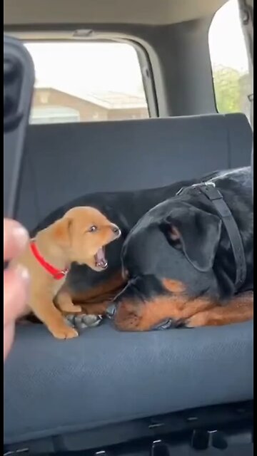 Love All Life Always #432 - STOP IT! Message Received...