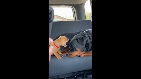 Love All Life Always #432 - STOP IT! Message Received...