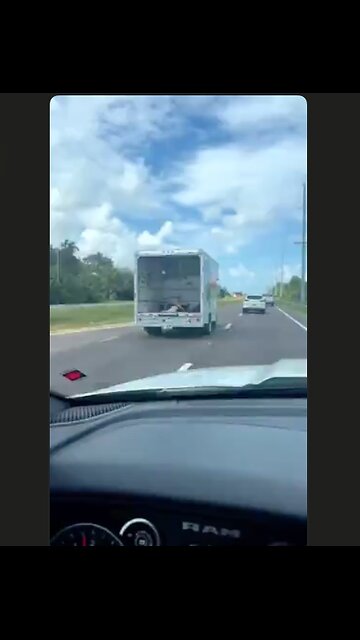 She would not fit in the car 🐳 so they rented a truck 🚛to move her in 😳