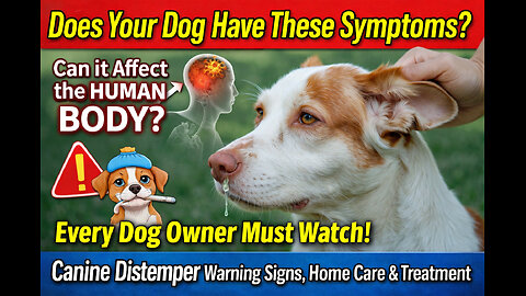 Deadly Distemper Virus in Dogs 🚨 | Signs, Causes, Prevention & Life-Saving Care