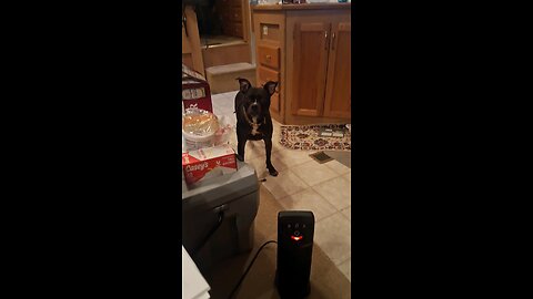 my dog