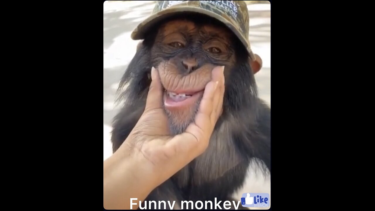 😂 The Funniest Monkey Ever! | You Won’t Stop Laughing