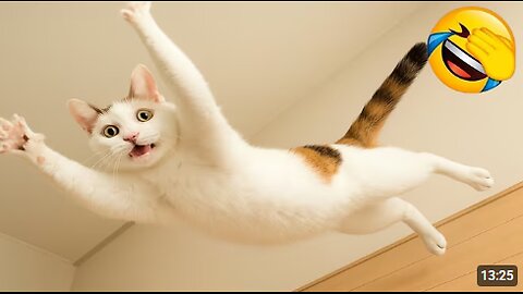 Funny ANIMALS videos 😂 | Funniest Cats and Dogs 2025 🐶😼