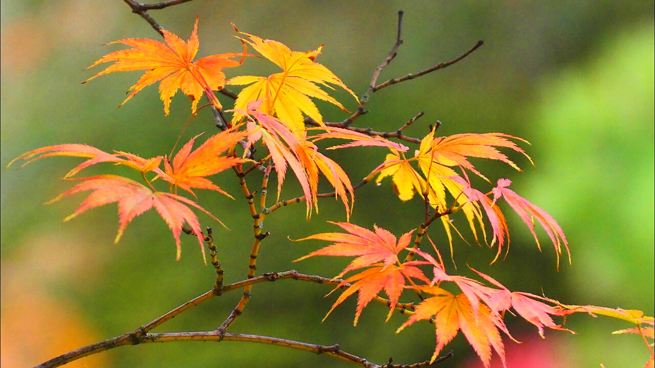 AUTUMN HUES (BROOKLYN BOTANIC GARDEN)