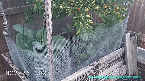 52 Sundays - Foggy Wednesday Morning. Happy Thanksgiving!