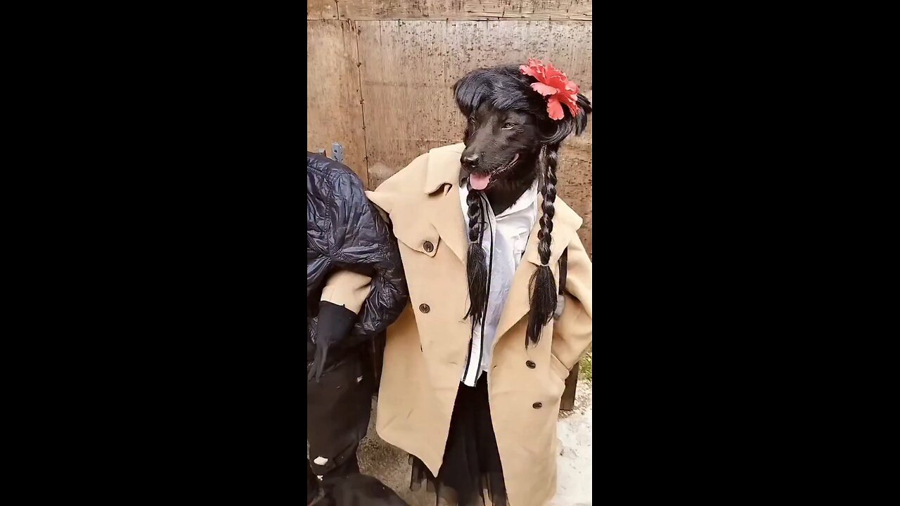 🤠🥳 dog real man