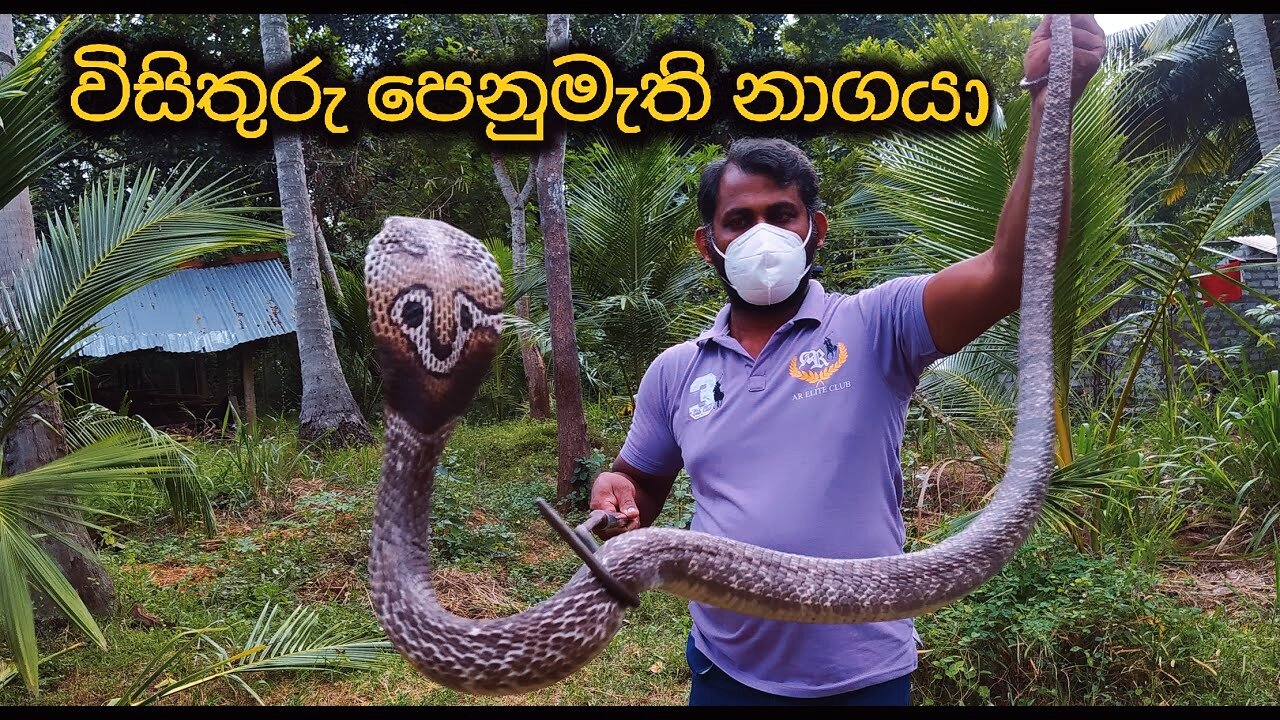 SNAKE MAN FOR SRILANKA 🇱🇰😲