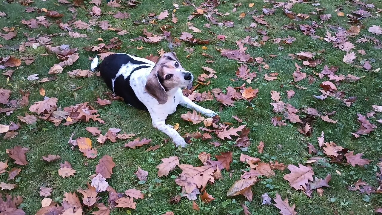 Bandit