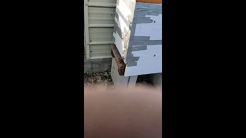 🎄🐝XMAS BEES 🎄🐝👍