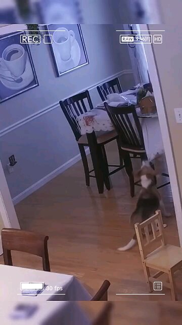 Funny Animals- - Best Of The Animal Videos