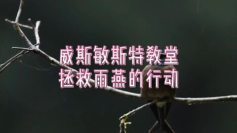 威斯敏斯特教堂拯救雨燕的行动