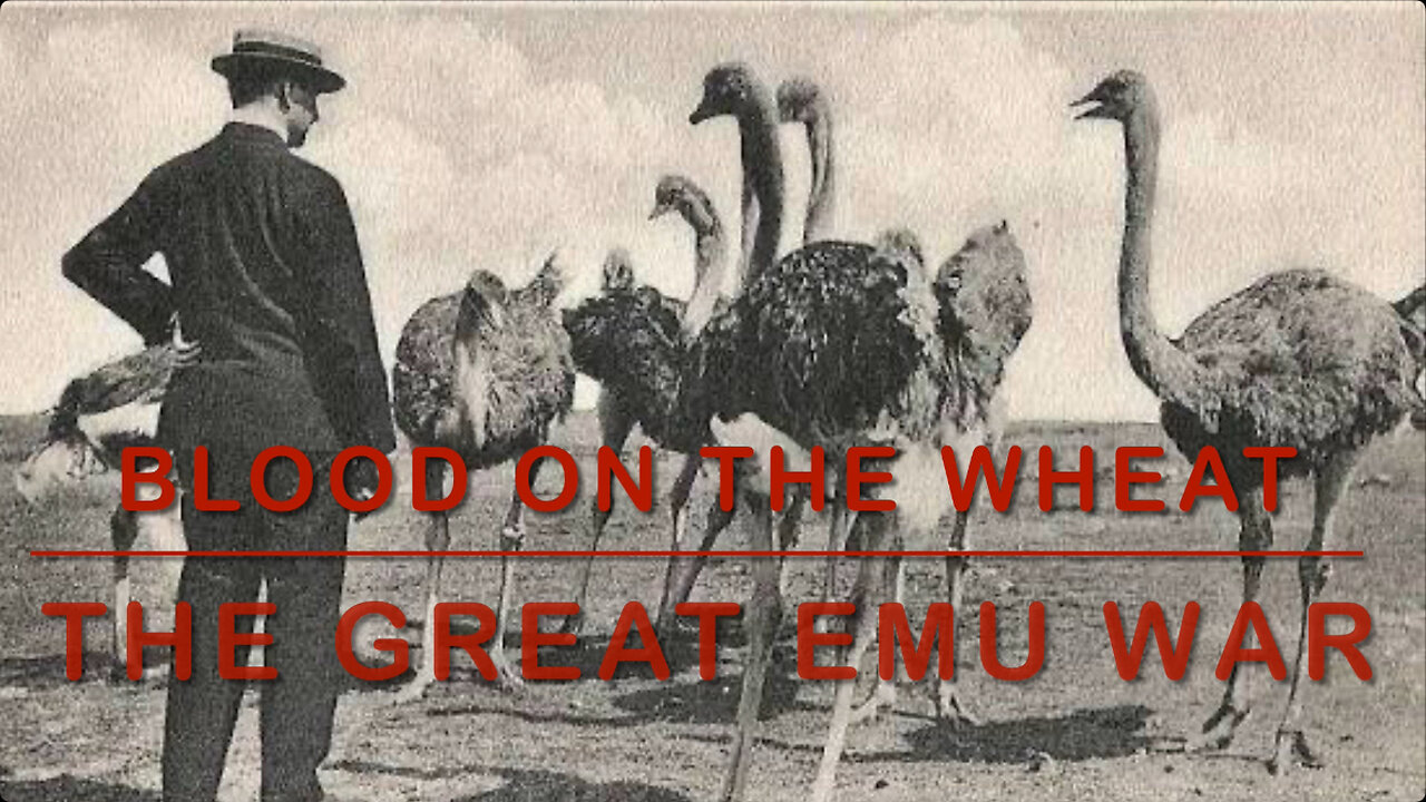 Blood on the Wheat: The Great Emu War (Official Music Video) 🎶
