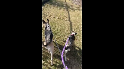 A female narcissist.