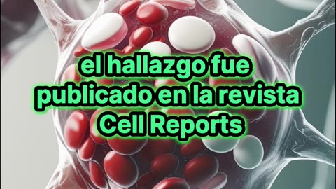 Crean embriones en laboratorio que generan sangre.