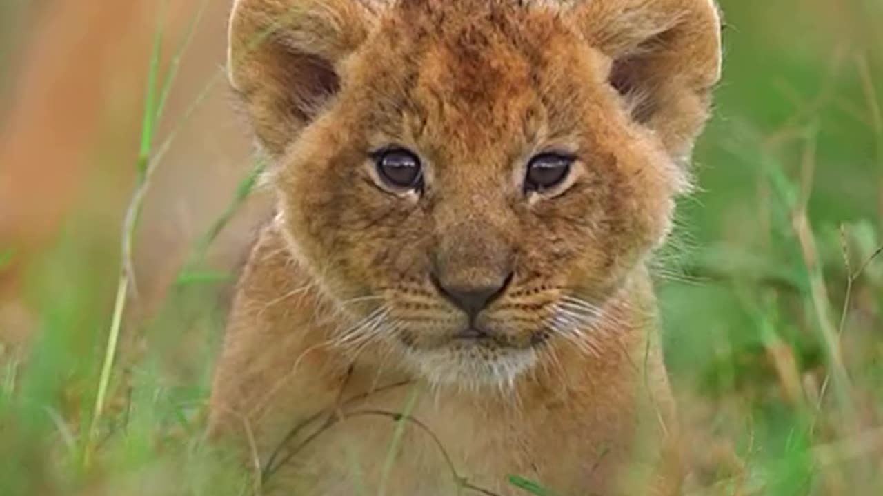 #wildlifephotographer #animal #animallover