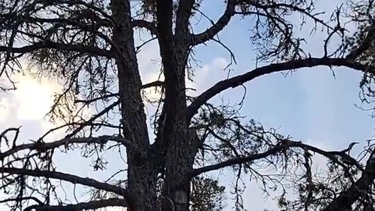 Pinyon Pine