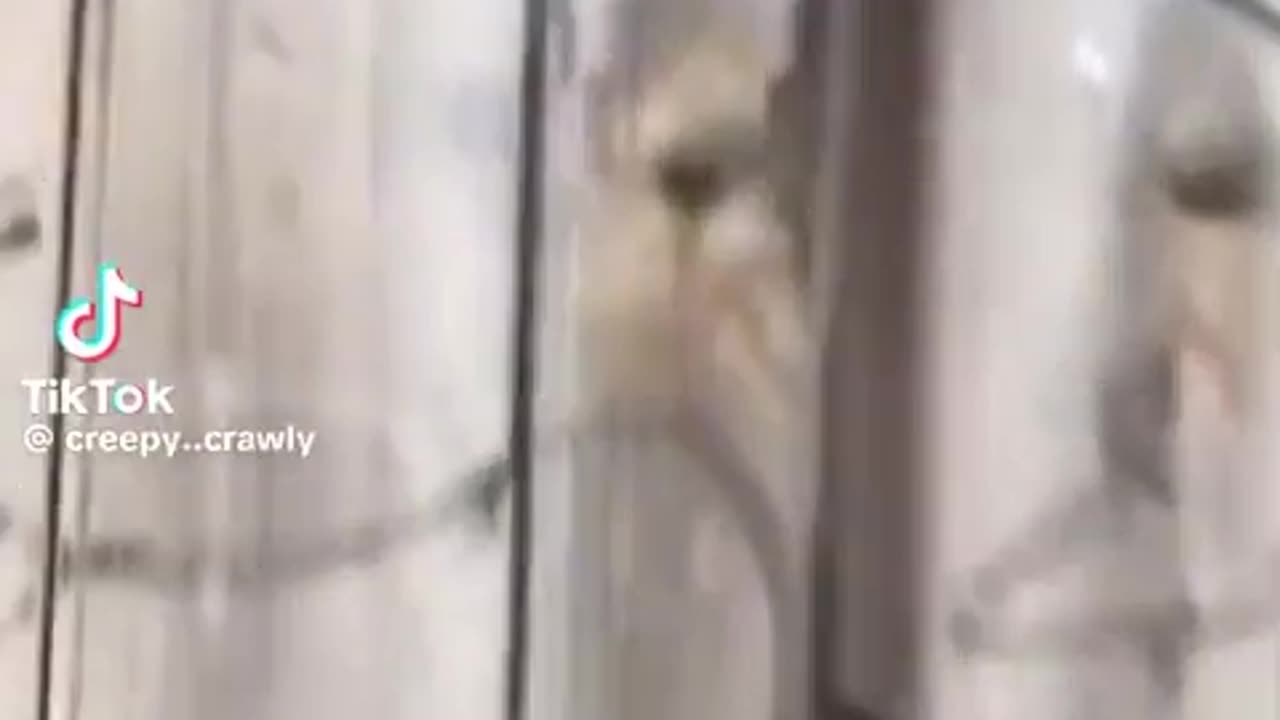 😳🕶️ You Won't Believe What They Said 'Nah' To! | TheHauntingHour