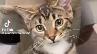 😂😍 You Won't Believe This Adoptee's Funny Request! | FunFM